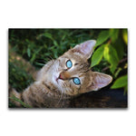 Broderie Diamant Chat Yeux Bleu